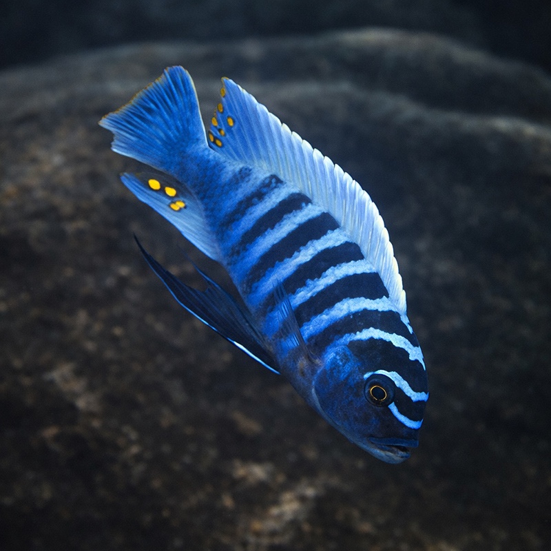 Maylandia zebra 'Chiofu'